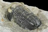 Detailed Gerastos Trilobite Fossil - Morocco #134062-5